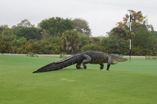 En stor krokodil som går över en golfgreen.